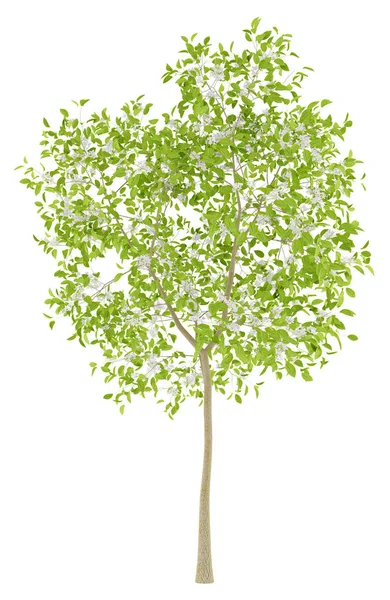 Árvore de pêra florido isolado no fundo branco. Ilustração 3d — Fotografia de Stock