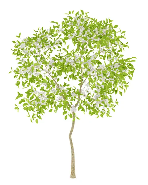 Ανθοφορίας δέντρο αχλαδιών που απομονώνονται σε λευκό φόντο. 3D illustratio — Φωτογραφία Αρχείου