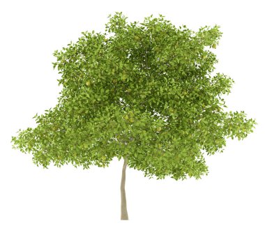 Beyaz arka plan üzerinde izole armut ile Armut Ağacı. 3D illustrati