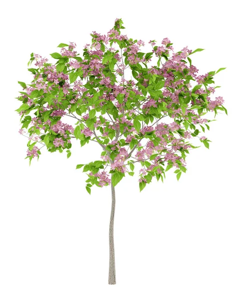 Árvore de ameixa floração isolado no fundo branco. Ilustração 3d — Fotografia de Stock