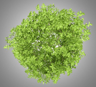 Üstten Görünüm gri arka plan üzerinde izole elma ağacının. 3D illustrat