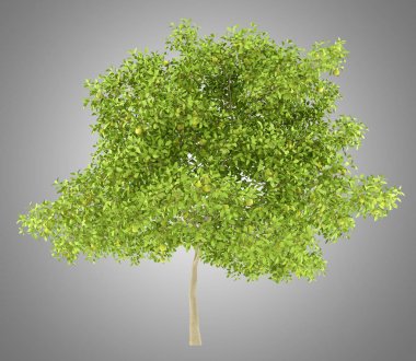 Armut ağacı ile gri arka plan üzerinde izole armut. 3D illustratio