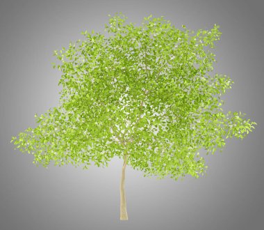 Armut Ağacı üzerinde gri arka plan izole çiçeklenme. 3D çizim