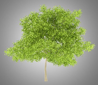 Armut Ağacı üzerinde gri arka plan izole. 3D çizim