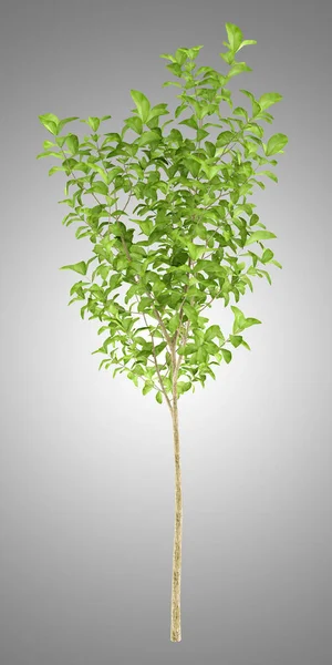 Apple tree isolated on gray background. 3d illustration — Stock Photo, Image