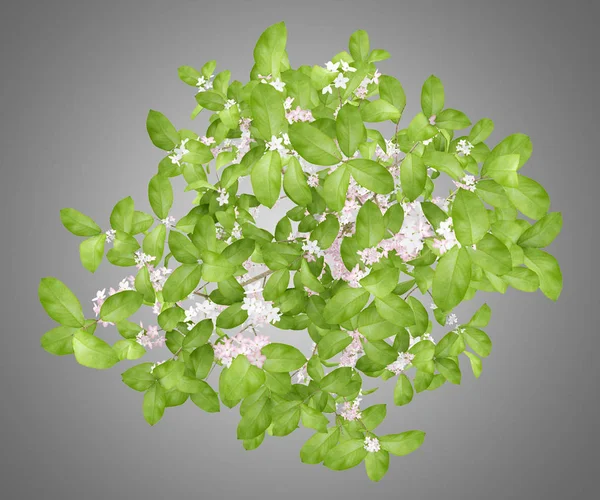 Top view of flowering apple tree isolated on gray background. 3d — Stock Photo, Image