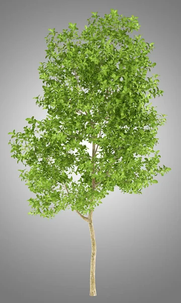 Apple tree isolerade på grå bakgrund. 3D illustration — Stockfoto