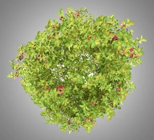 üzerinde gri backgrou izole Kırmızı elma ile elma ağacının Üstten Görünüm