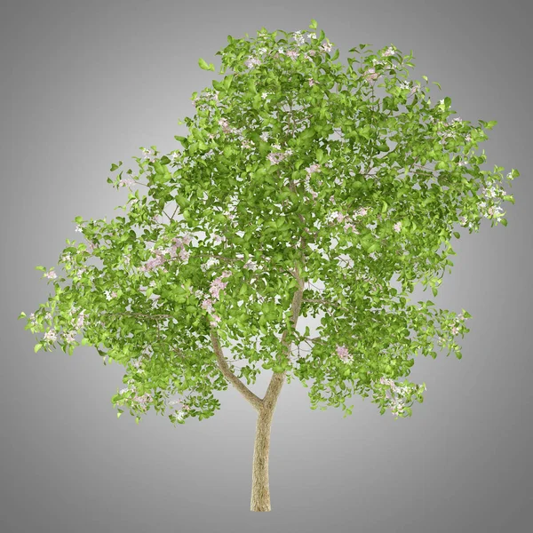 Flowering apple tree isolated on gray background. 3d illustratio — Stock Photo, Image