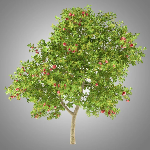 Manzano con manzanas rojas aisladas sobre fondo gris. 3d illus —  Fotos de Stock