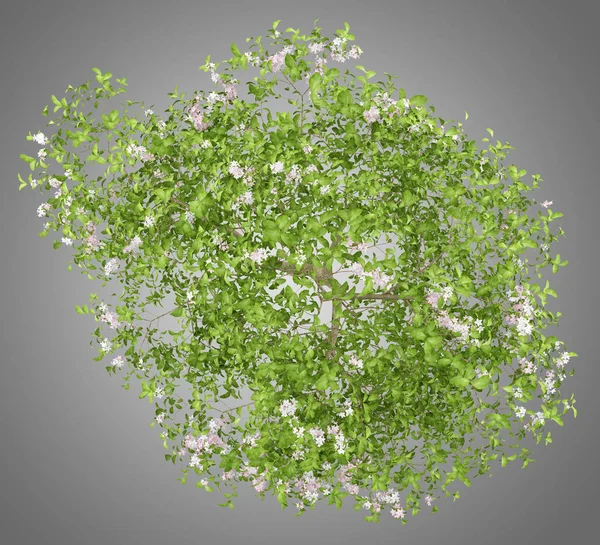 Bovenaanzicht van bloeiende appelboom geïsoleerd op een grijze achtergrond. 3D — Stockfoto