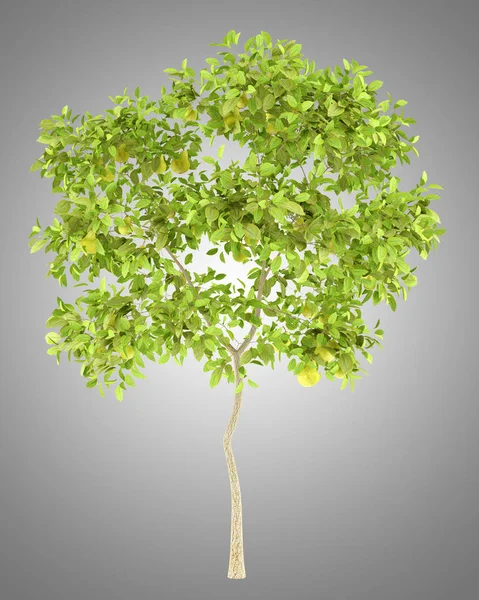 Birnbaum mit Birnen isoliert auf grauem Hintergrund. 3D-Illustrationen — Stockfoto