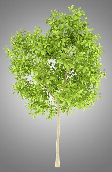 Pear tree isolerade på grå bakgrund. 3D illustration — Stockfoto