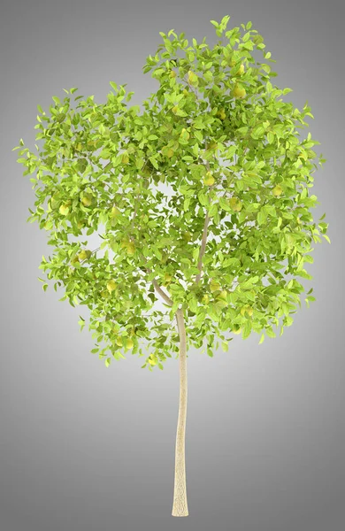 Perenboom met peren geïsoleerd op een grijze achtergrond. 3D-illustratio — Stockfoto