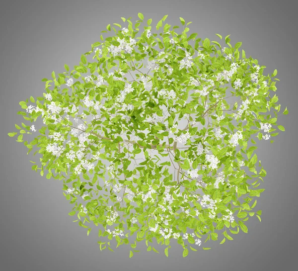 Widok góry kwitnące drzewa gruszy na białym tle na szarym tle. 3D — Zdjęcie stockowe