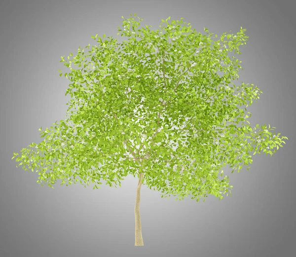 Blommande päronträd isolerade på grå bakgrund. 3D illustration — Stockfoto