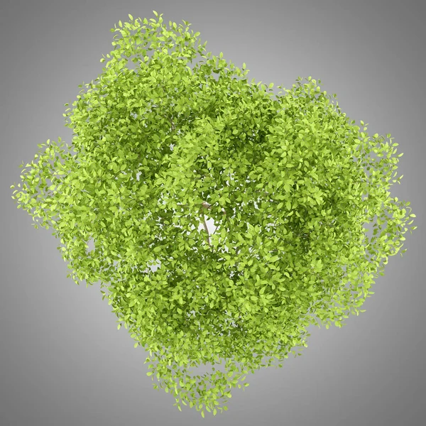 Üstten Görünüm gri arka plan üzerinde izole armut ağacının. 3D illustrati