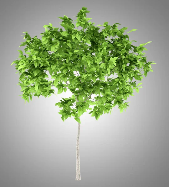 Plommonträd isolerade på grå bakgrund. 3D illustration — Stockfoto