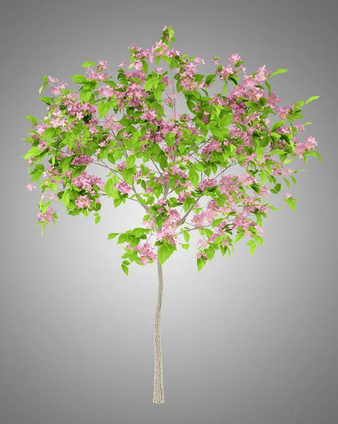Çiçekli erik ağacı üzerinde gri arka plan izole. 3D çizim — Stok fotoğraf