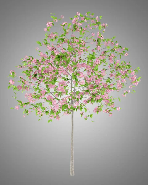 Flowering plum tree isolated on gray background. 3d illustration — Stock Photo, Image