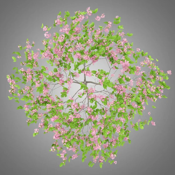 Top view of flowering plum tree isolated on gray background. 3d — Stock Photo, Image