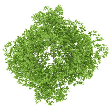 Üstten Görünüm Erik ağacının beyaz arka plan üzerinde izole. 3D illustrat