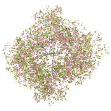 Üstten Görünüm çiçekli Erik ağacının beyaz arka plan üzerinde izole. 3D
