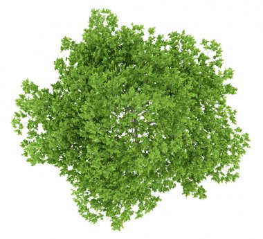 Üstten Görünüm Erik ağacının beyaz arka plan üzerinde izole. 3D illustrat