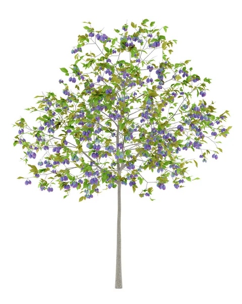 Δέντρο δαμάσκηνο με δαμάσκηνα που απομονώνονται σε λευκό φόντο. 3D illustrati — Φωτογραφία Αρχείου
