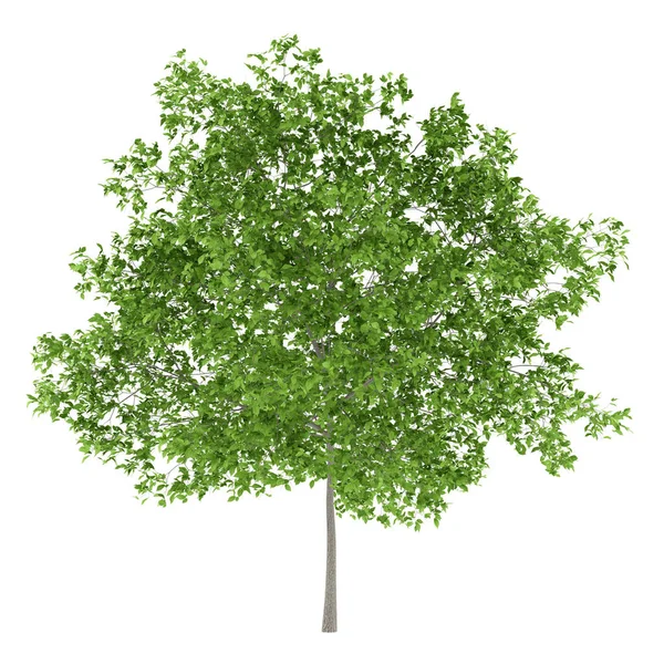 Pruimenboom geïsoleerd op een witte achtergrond. 3D illustratie — Stockfoto