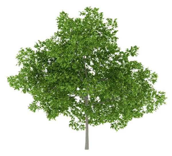 Erik ağacı beyaz arka plan üzerinde izole. 3D çizim — Stok fotoğraf