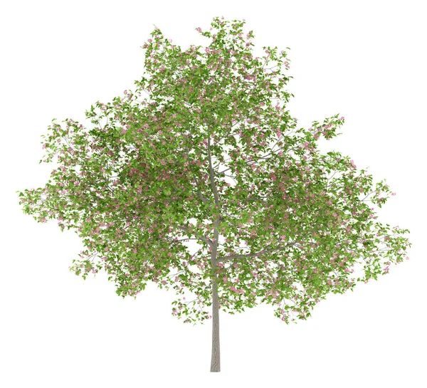 Çiçekli erik ağacı beyaz arka plan üzerinde izole. 3D illustratio — Stok fotoğraf