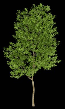 siyah arka plan üzerine izole elma ağacı. 3D çizim