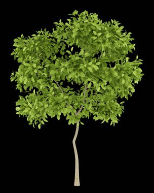 siyah arka plan üzerine izole armut ağacı. 3D çizim