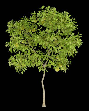 Armut ağacı ile siyah arka plan üzerine izole armut. 3D illustrati