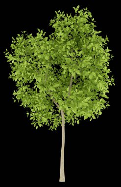 siyah arka plan üzerine izole armut ağacı. 3D çizim