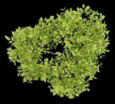 Üstten Görünüm ile siyah arka plan üzerine izole armut armut ağacının. 3