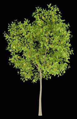 Armut ağacı ile siyah arka plan üzerine izole armut. 3D illustrati