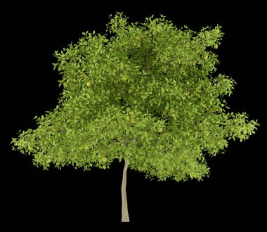 Armut ağacı ile siyah arka plan üzerine izole armut. 3D illustrati