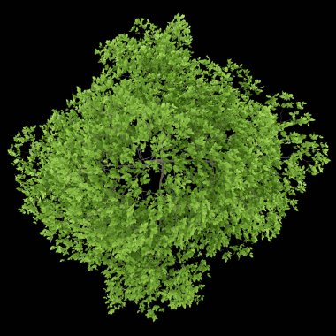 Üstten Görünüm siyah arka plan üzerine izole Erik ağacının. 3D illustrat