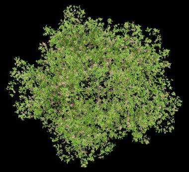 Üstten Görünüm çiçekli Erik ağacının siyah arka plan üzerine izole. 3D