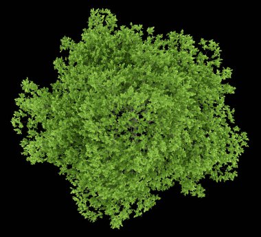 Üstten Görünüm siyah arka plan üzerine izole Erik ağacının. 3D illustrat