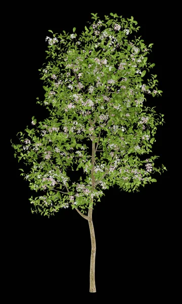 Ανθίζοντας δέντρο μηλιάς απομονώνονται σε μαύρο φόντο. 3D illustrati — Φωτογραφία Αρχείου