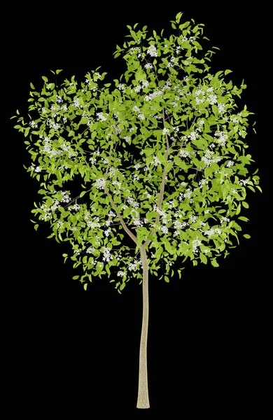 Blommande päronträd isolerad på svart bakgrund. 3D illustratio — Stockfoto