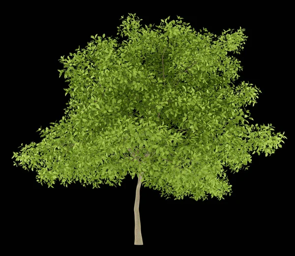 Árvore de pêra isolada em fundo preto. ilustração 3d — Fotografia de Stock