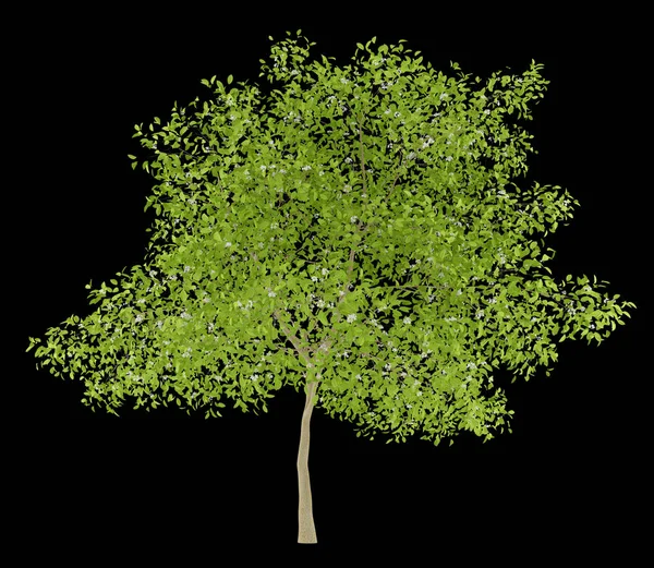 Blommande päronträd isolerad på svart bakgrund. 3D illustratio — Stockfoto