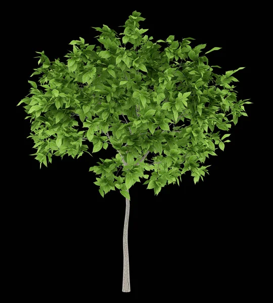 Plum tree isolated on black background. 3d illustration — Stock Photo, Image