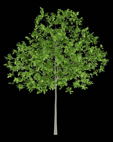 Сливове дерево ізольоване на чорному тлі. 3d ілюстрація — стокове фото