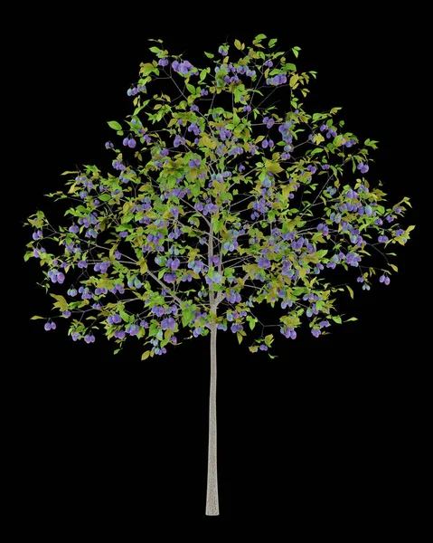 Pruimenboom met pruimen geïsoleerd op zwarte achtergrond. 3D illustrati — Stockfoto