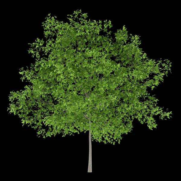 Plommonträd isolerad på svart bakgrund. 3D illustration — Stockfoto